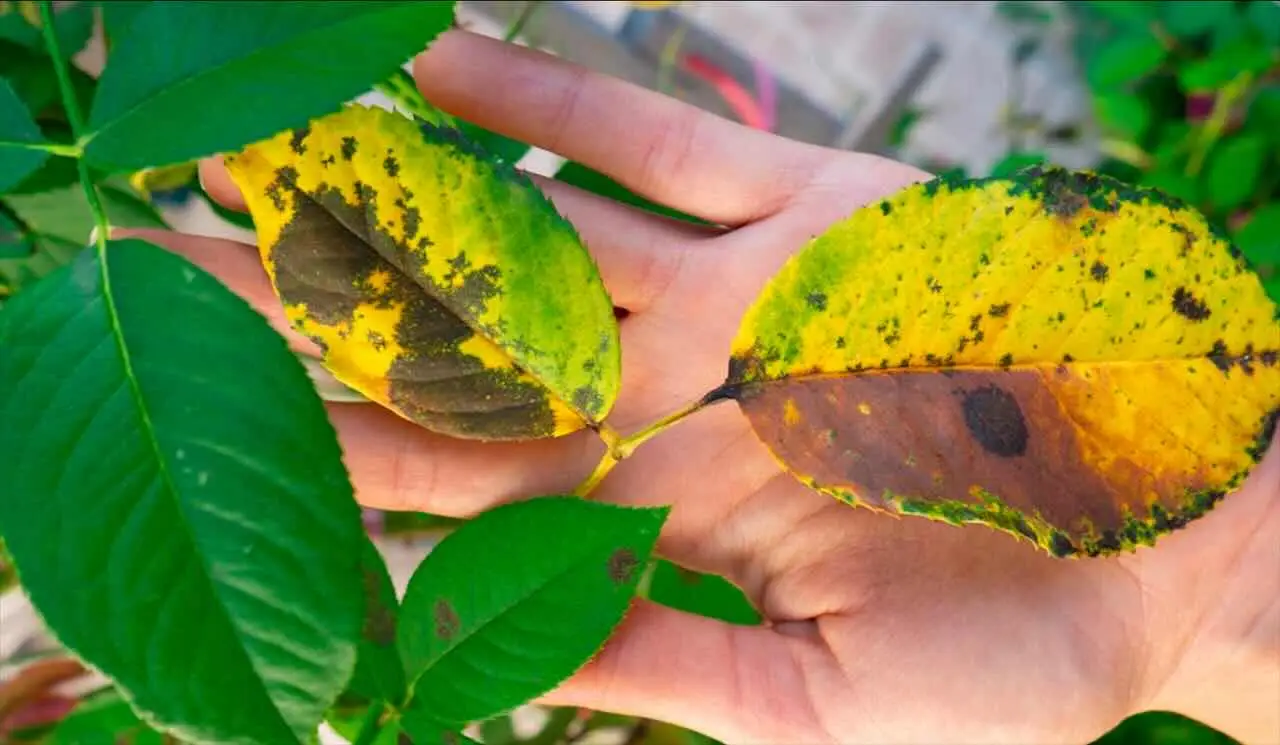 Le foglie delle tue piante hanno le punte marroni? Stai commettendo questo errore banale