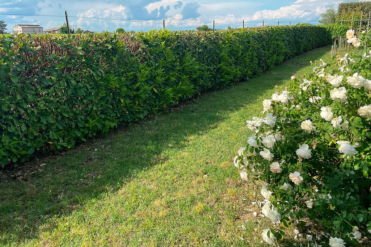 Il tuo giardino soffre il caldo? Ecco i fiori indistruttibili che resistono al sole e fioriscono fino a settembre
