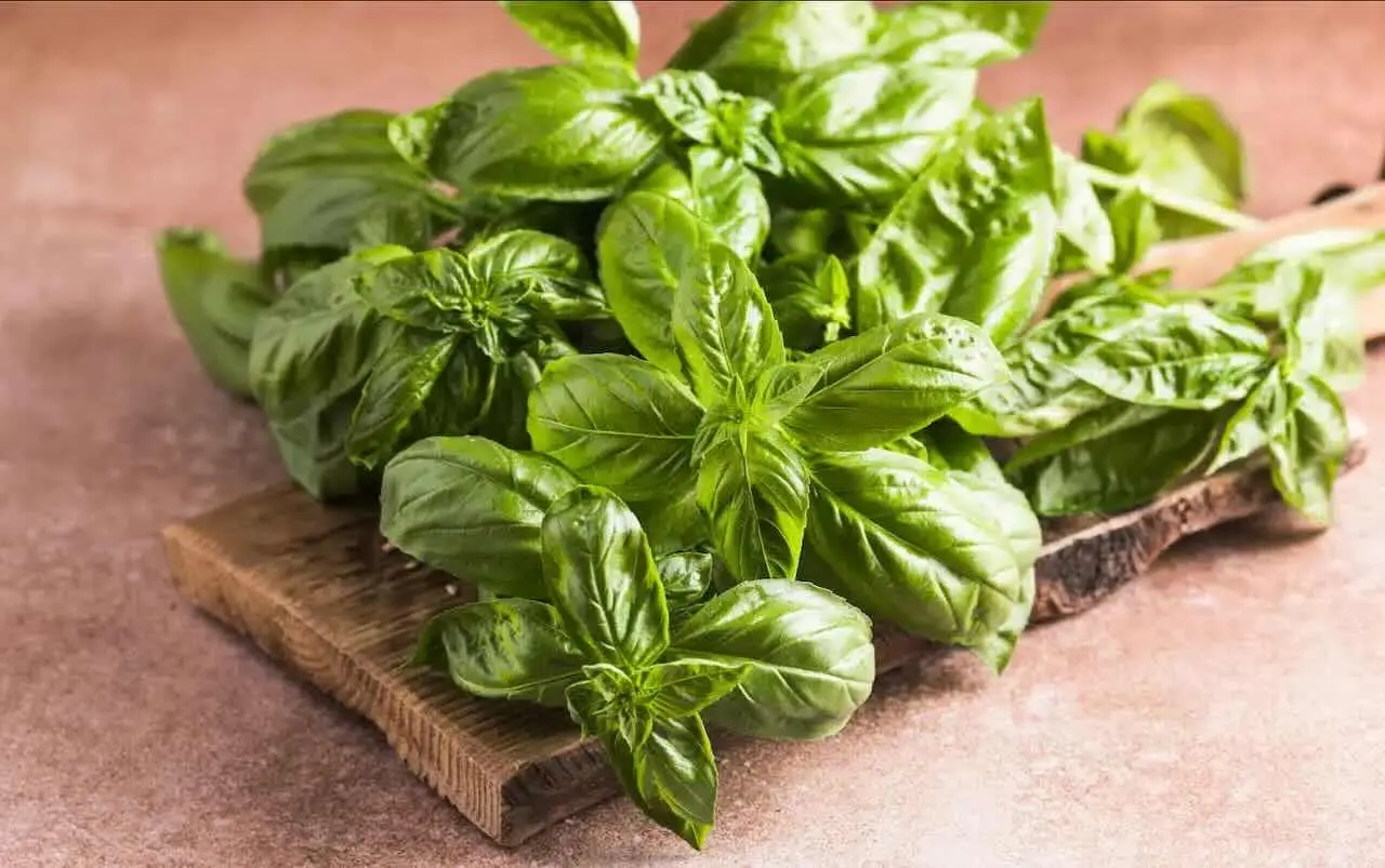 L’errore che fanno tutti piantando il basilico e perché poi muore: ecco il momento esatto