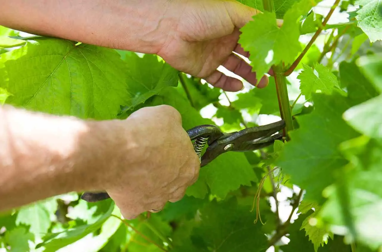 L’errore che fai quando poti la vite e che dimezza il raccolto: ecco il trucco dei vignaioli