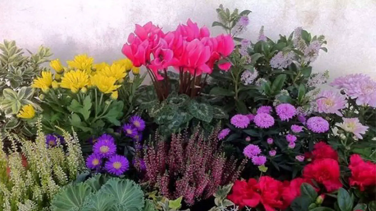 Non comprare più fiori recisi: ecco le piante indistruttibili e colorate che durano ti anni