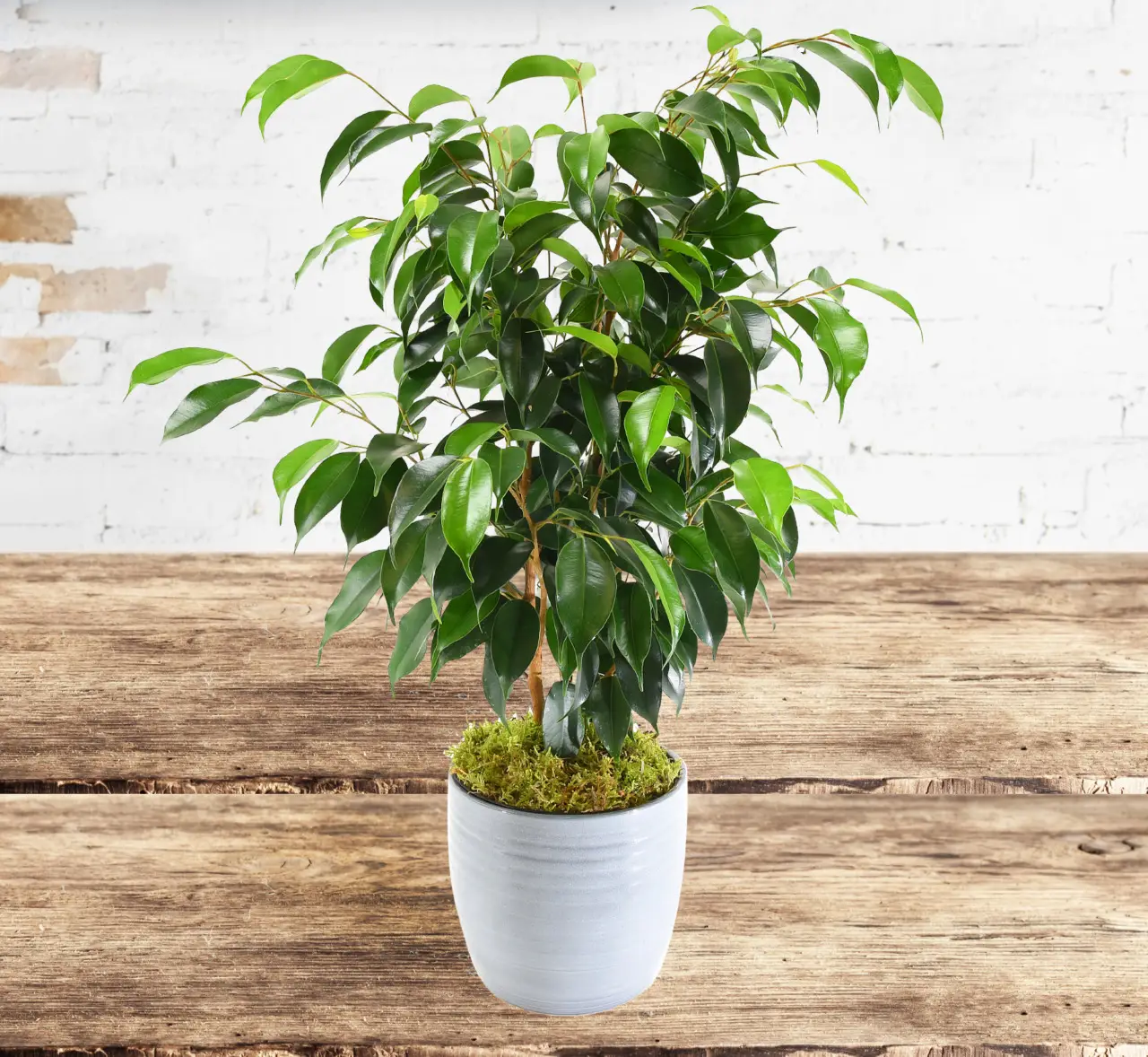 Il trucco segreto per un ficus perfetto: ecco cosa fare per una pianta rigogliosa immediatamente