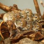 Allerta roditori: se li vedi in casa significa che hai già un’infestazione grave