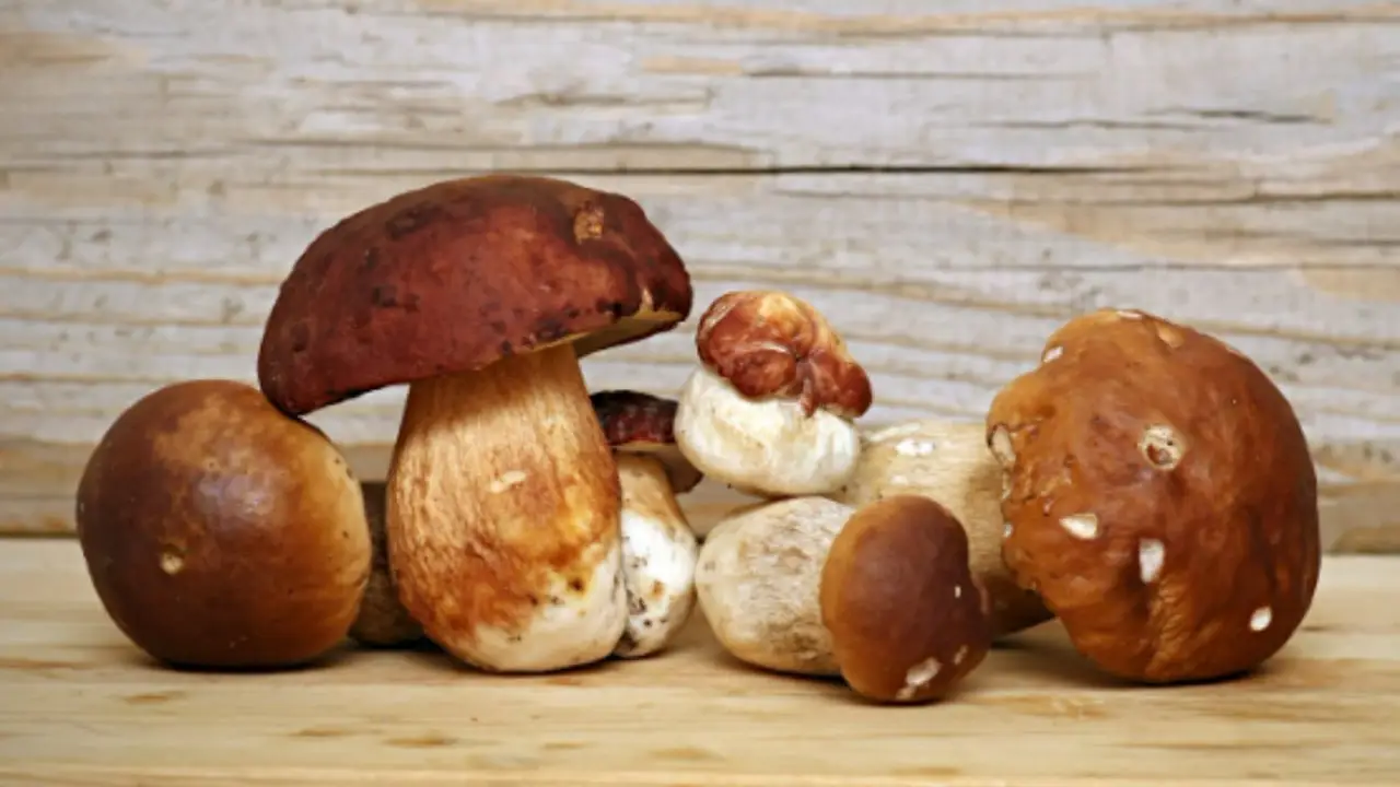Come cucinare i funghi porcini: ecco come conservarne il profumo