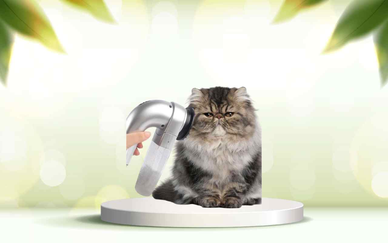 SpazzolAmica: elimina i peli degli animali in casa e migliora il benessere del tuo pet